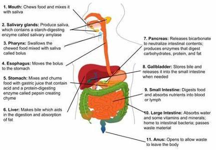 In which organ does digestion primarily occur?