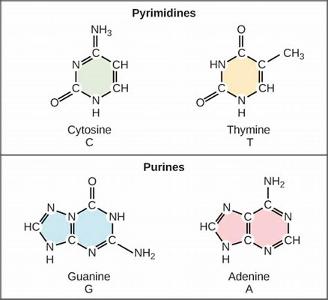 Which of the following is not a nucleotide base in DNA?