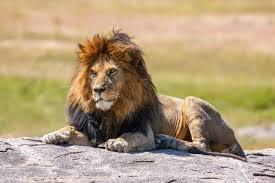 What is the scientific name of the lion?