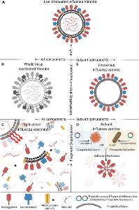 Which vaccine is commonly given to infants to prevent diseases?