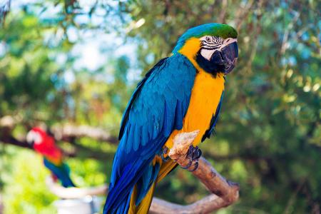 Which exotic bird is known for its vibrant blue color?