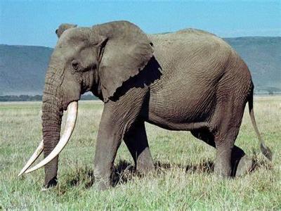 Which mammal is known for its large tusks?