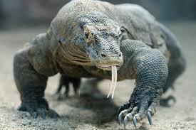 What type of animal is a Komodo dragon?