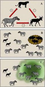 What is the primary prey of lions?