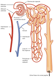 What is the basic functional unit of the kidney?