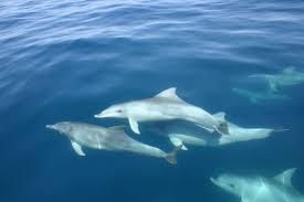 What is a group of dolphins called?