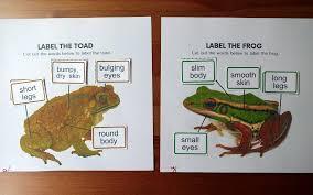 Which of the following is a primary characteristic of frogs?