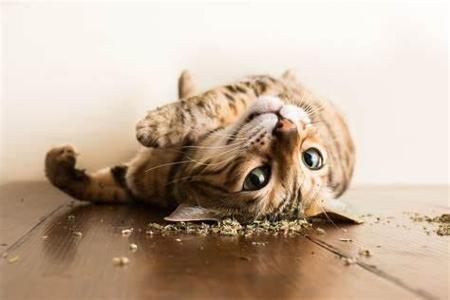 How do you feel about catnip in funny cat videos?