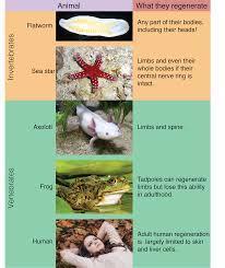 Which of these animals is known to have the ability to regenerate limbs?