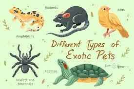 Which exotic pet is known for its long lifespan?