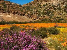 What phenomenon can cause a desert to occasionally bloom with flowers?