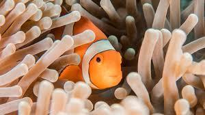 What type of fish is Nemo from the movie 'Finding Nemo'?