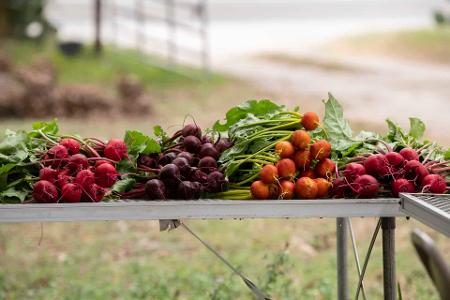 What do you do with the produce from your garden?