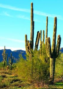 Which desert is famous for its iconic 'Saguaro' cactus?