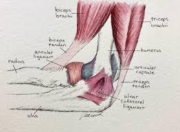 Which structure connects the muscles to bones?