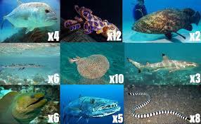 Choose a preferred aquatic creature.