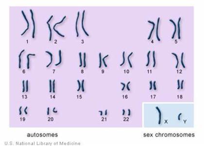 How many chromosomes do humans typically have?