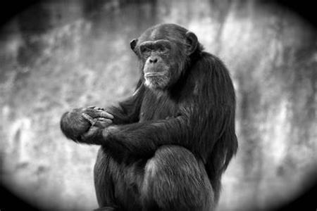 How should you respond if a chimp displays threatening behavior?