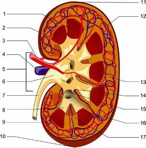 What is the main function of the kidneys?