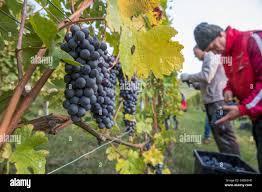 Which grape is primarily used to make Barolo wine?