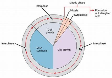 What is the process by which DNA is copied during cell division called?