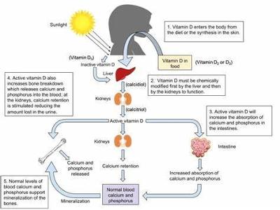 Which vitamin is synthesized by the skin when exposed to sunlight?