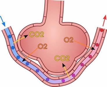 Where does gas exchange occur in the human body?