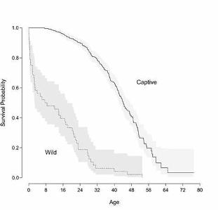 What is the average lifespan of a chimpanzee in the wild?