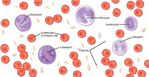 What gives blood its red color?