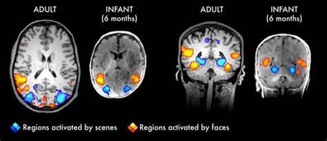 What percentage of a child's brain develops by the age of five?