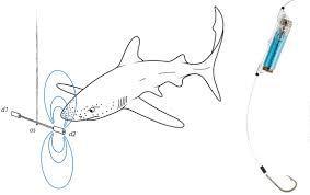 How do sharks detect prey using the Earth's magnetic field?