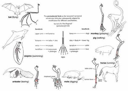 Which of the following is NOT a piece of evidence supporting evolution?