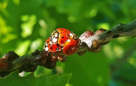 How do you handle garden pests?