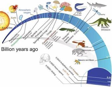 What is the process by which organisms evolve over time?