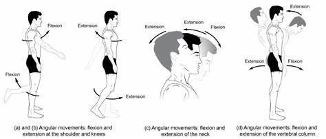 Which movement involves hanging from a pull-up bar and bringing your knees to your chest?