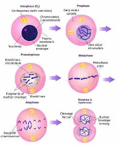 What is the process of cell division called?