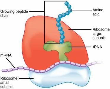 What molecule carries amino acids to the ribosome during protein synthesis?