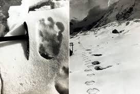 Which expedition in 1951 found and photographed tracks believed to belong to a Yeti?