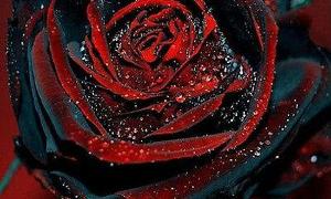 Black rose