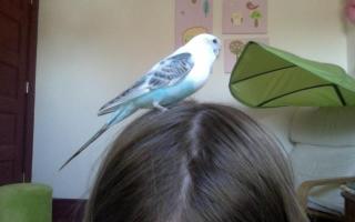 How I Got My Budgies!