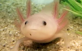 Lana The axolotl