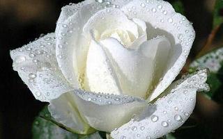 White Rose