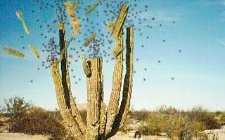 The Exploding Cactus