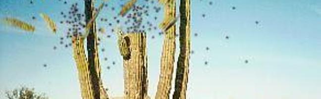 The Exploding Cactus