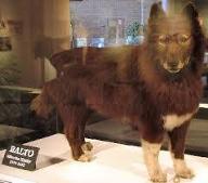 The Real Balto