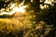 plants, herbs, and the ten plants of the sacred meadow