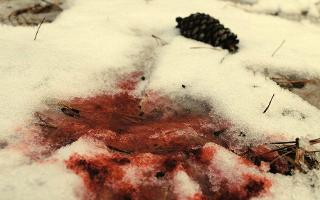 Blood falls upon fresh snow