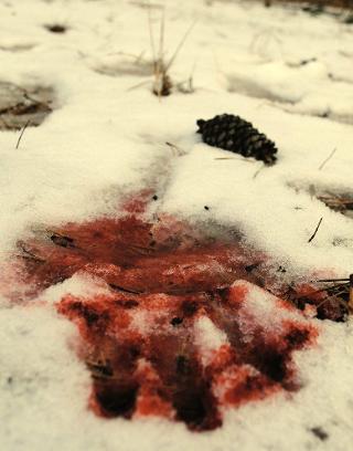 Blood falls upon fresh snow