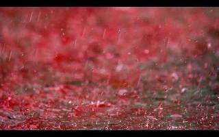 Blood rain (1)