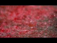 Blood rain (1)